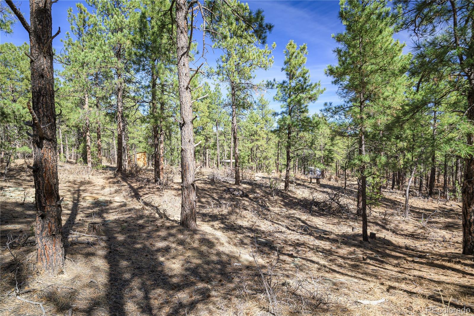 17990 King Road Weston, CO 81091 - Photo 36 of 49 a view of a forest filled with trees