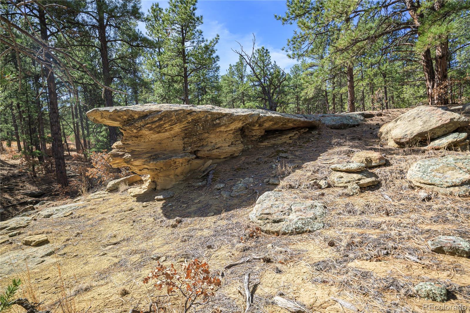 17990 King Road Weston, CO 81091 - Photo 39 of 49 a view of a yard with large trees