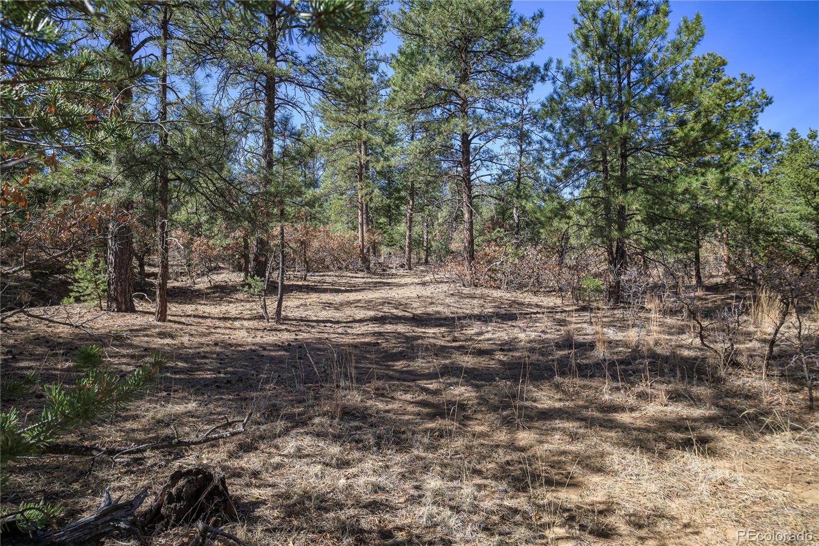 17990 King Road Weston, CO 81091 - Photo 4 of 49 a view of outdoor space with trees
