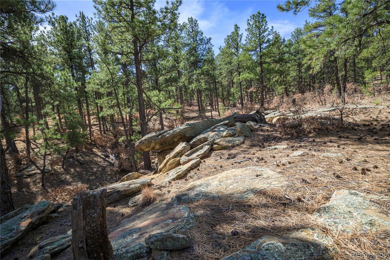 17990 King Road Weston, CO 81091 - Photo 41 of 49 a view of a forest with lots of trees