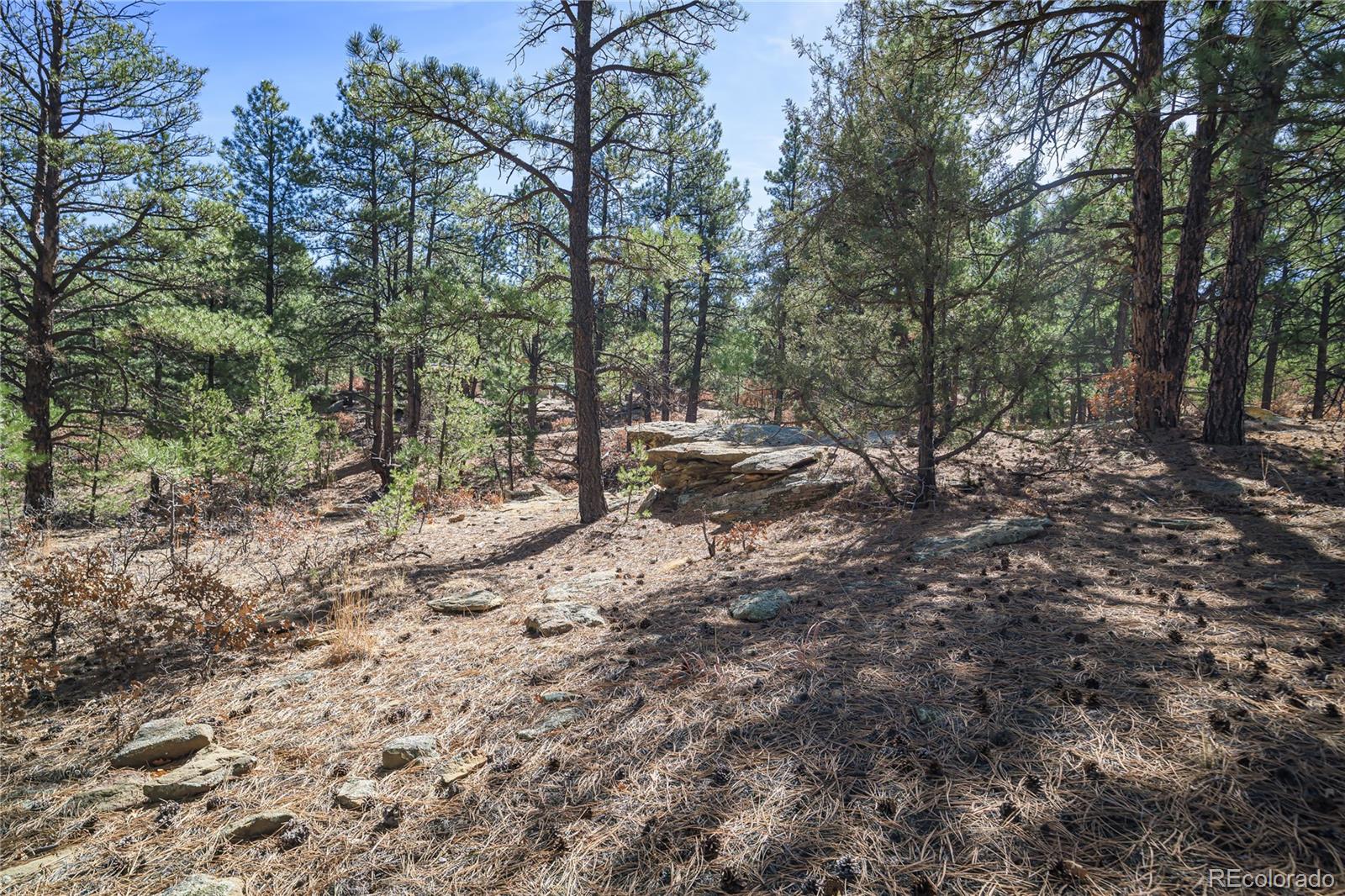 17990 King Road Weston, CO 81091 - Photo 42 of 49 a view of a forest with trees