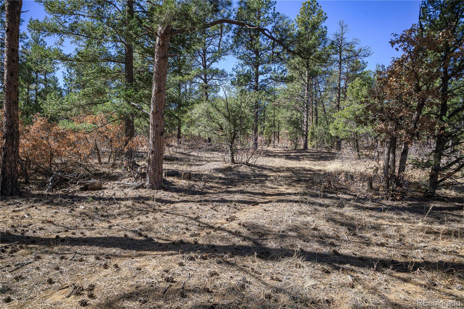 17990 King Road Weston, CO 81091 - Photo 5 of 49 a view of dirt yard with a large tree