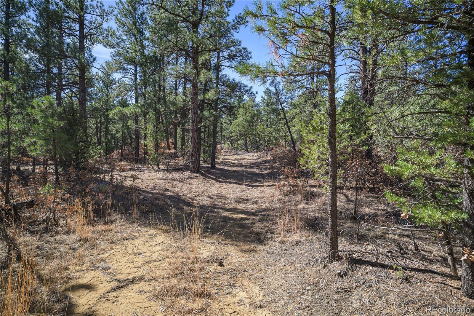 17990 King Road Weston, CO 81091 - Photo 6 of 49 a view of a yard with trees