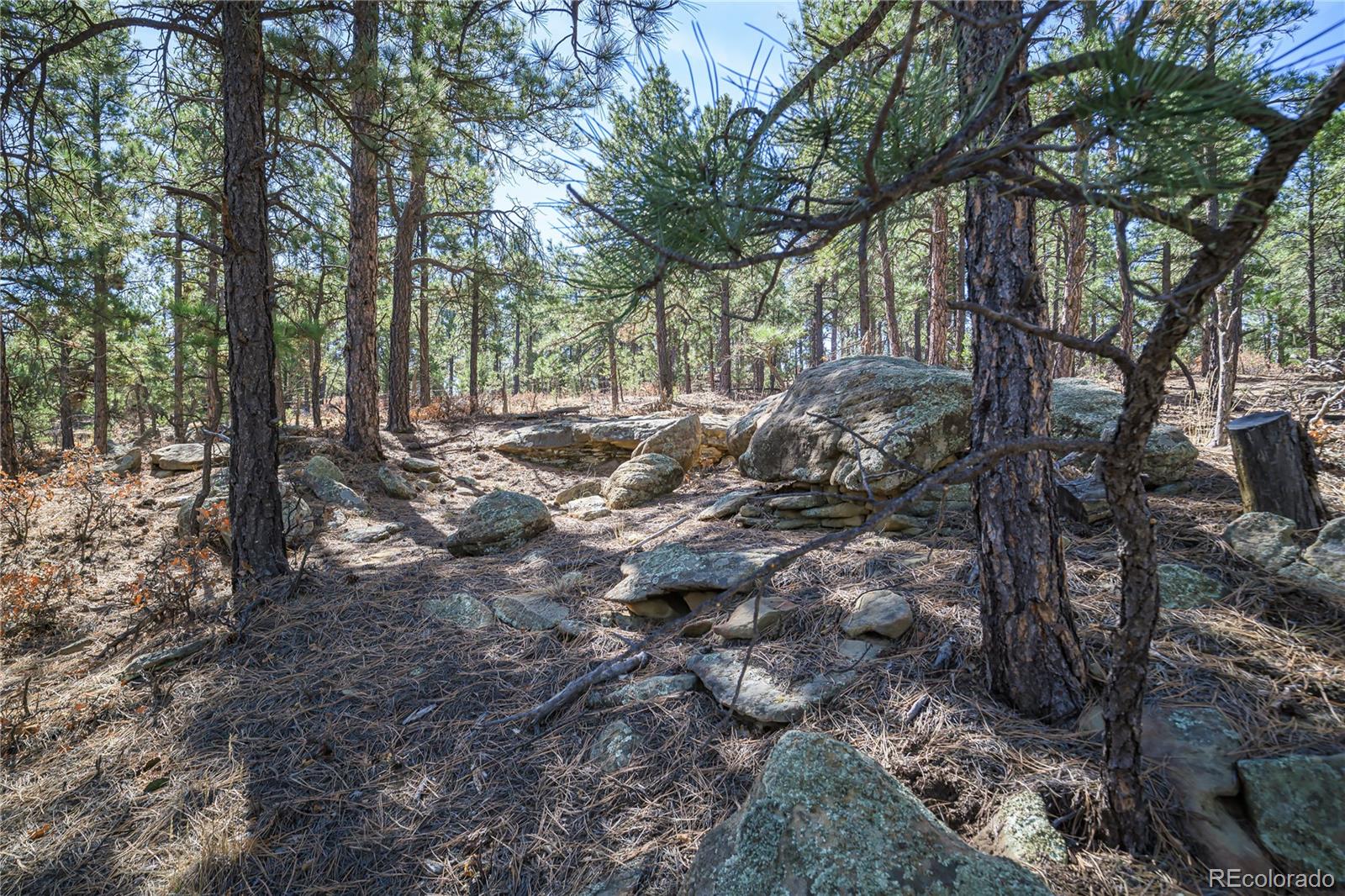17990 King Road Weston, CO 81091 - Photo 7 of 49 a view of a forest filled with trees