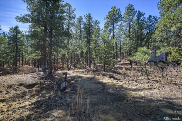 a view of a forest with trees
