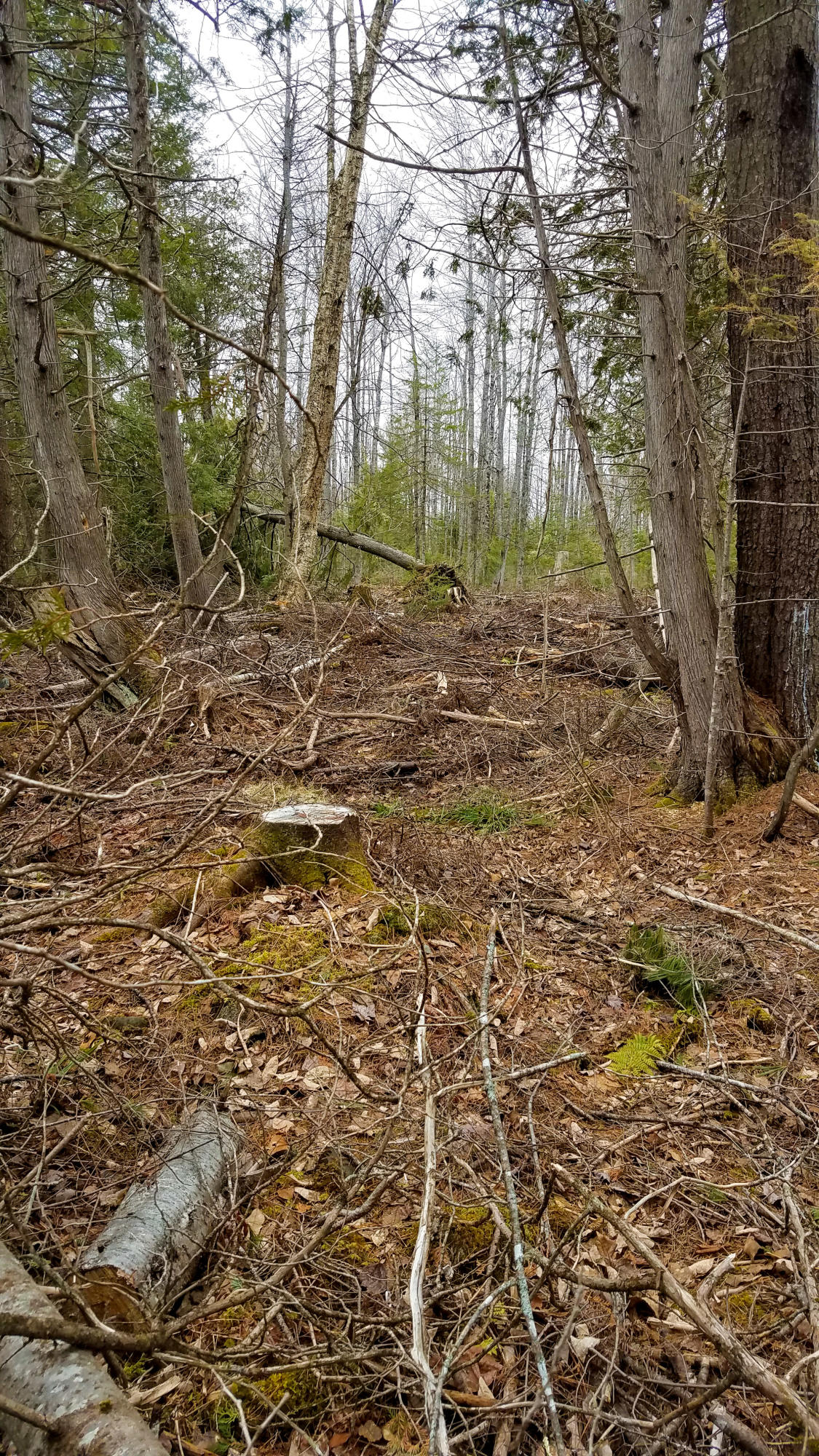 Lot 30 Charleston Road Dexter, ME 04930 - Photo 15 of 42 Lot 30 (11 of 38)
