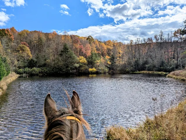 a view of outdoor space with lots of trees