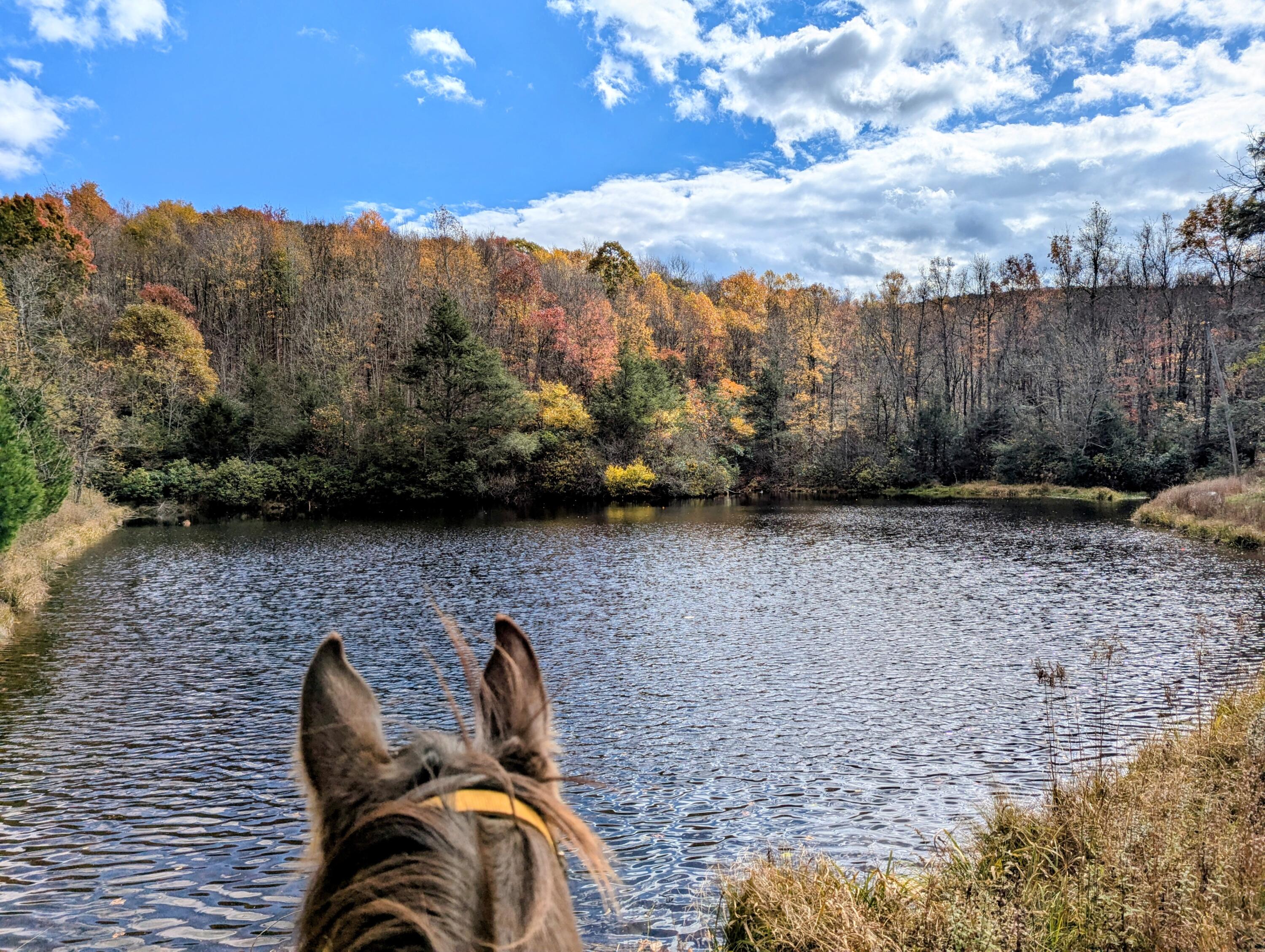 3384 Fairview Church Road Southwest Floyd, VA 24091 - Photo 37 of 62 37
