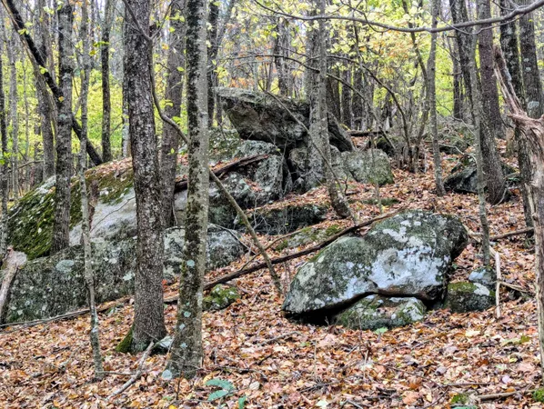 a view of covered with green space