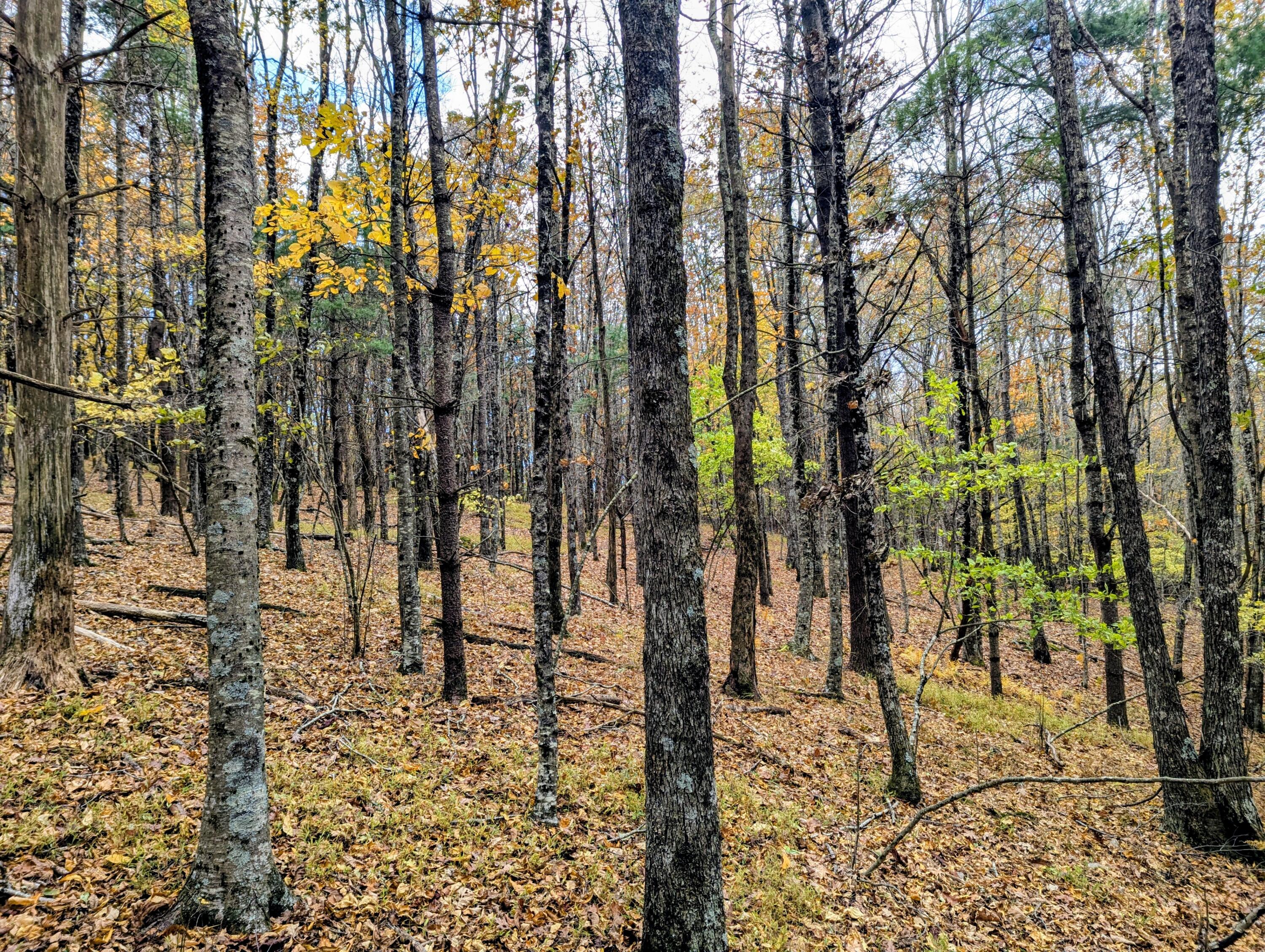 3384 Fairview Church Road Southwest Floyd, VA 24091 - Photo 41 of 62 a view of outdoor space with lots of trees