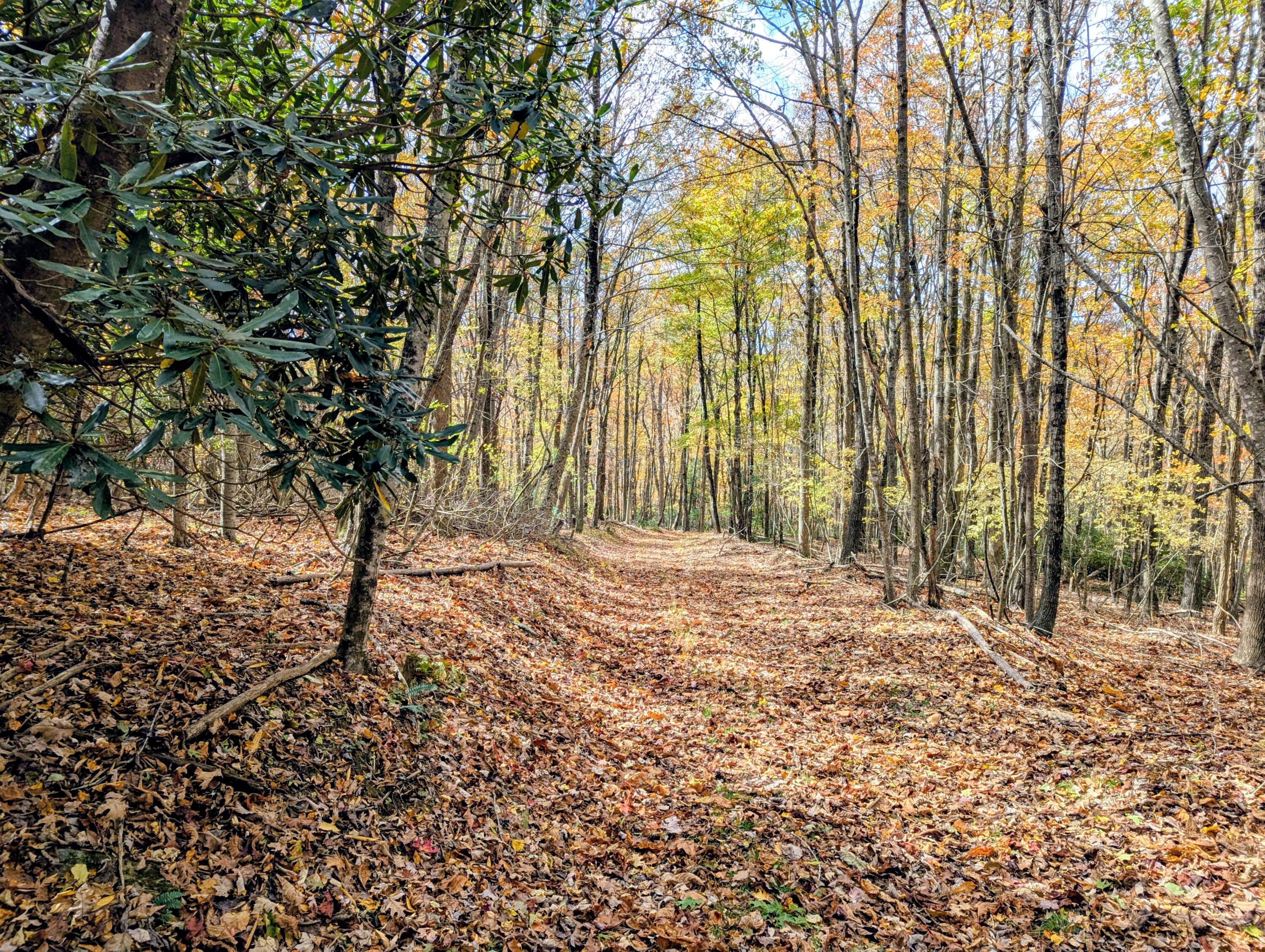3384 Fairview Church Road Southwest Floyd, VA 24091 - Photo 42 of 62 a view of backyard with tree