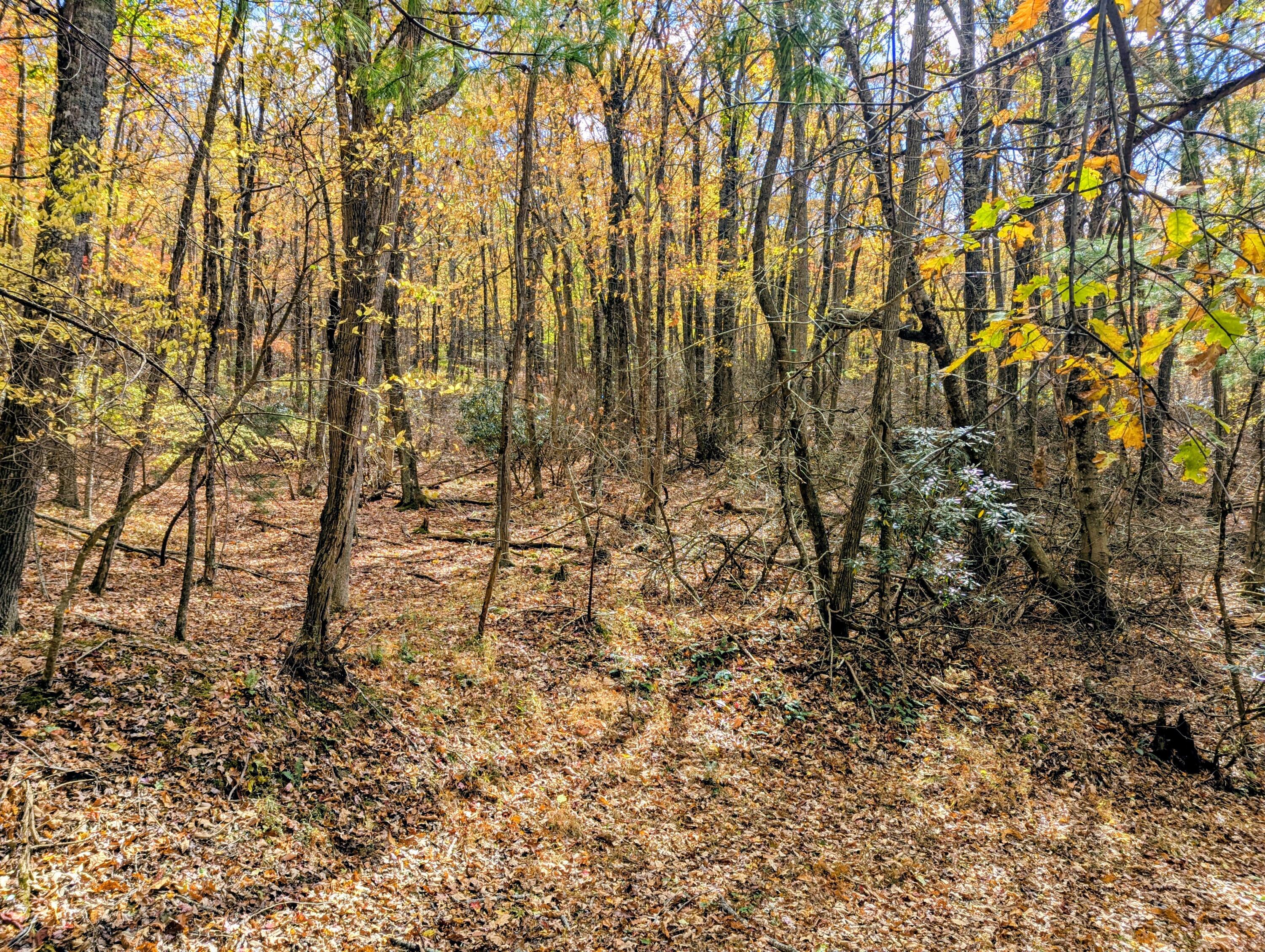 3384 Fairview Church Road Southwest Floyd, VA 24091 - Photo 43 of 62 a view of covered with green space
