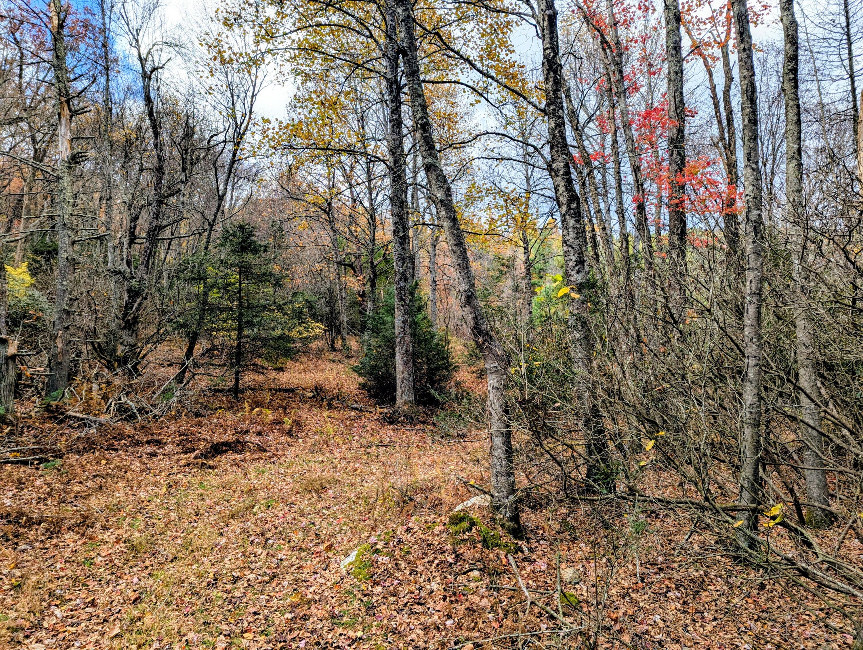 3384 Fairview Church Road Southwest Floyd, VA 24091 - Photo 46 of 62 a backyard of a house with lots of green space