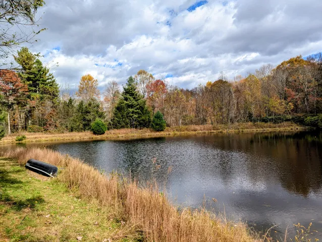 a view of a yard with plants and trees