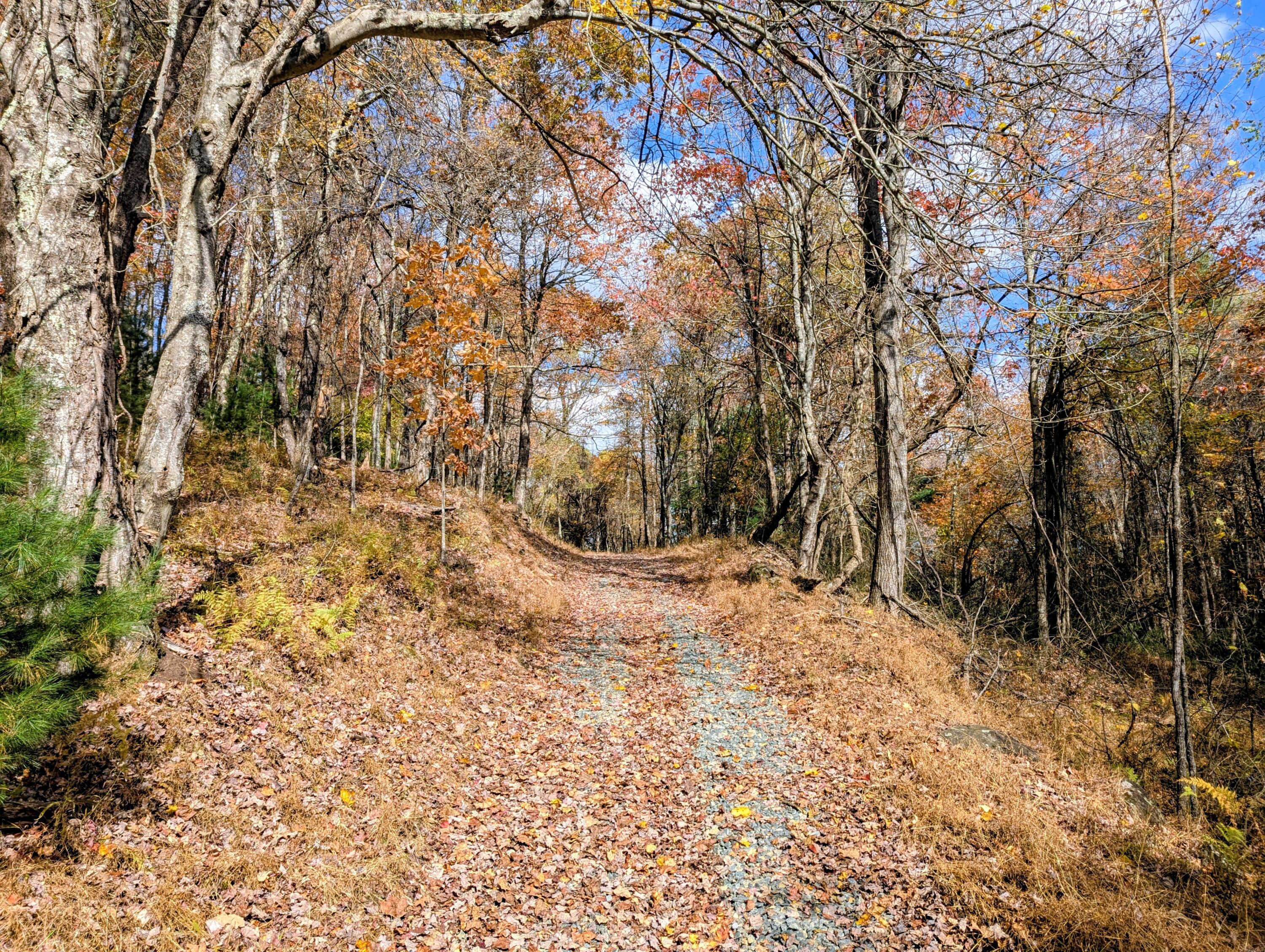 3384 Fairview Church Road Southwest Floyd, VA 24091 - Photo 55 of 62 a view of a yard with a tree