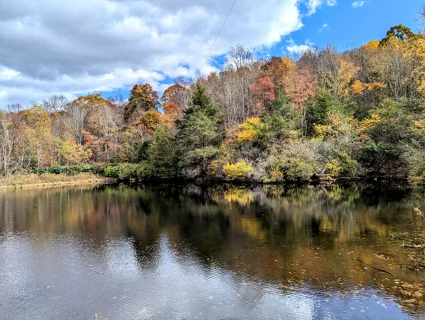 a view of a yard with plants and trees