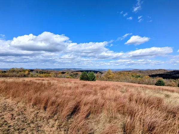 a living room with furniture or wooden floor and a potted plant