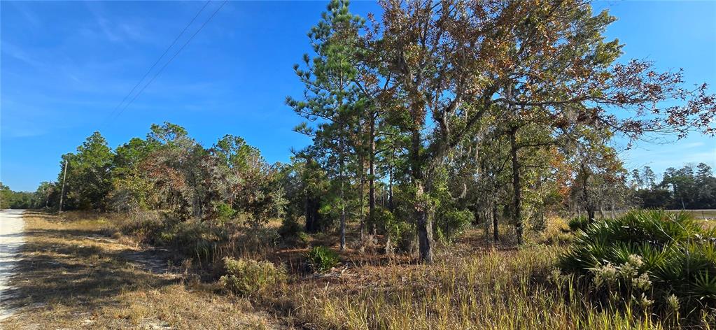 16392 Curlew Road Brooksville, FL 34614 - Photo 2 of 5 a view of a tree in a field next to a tree