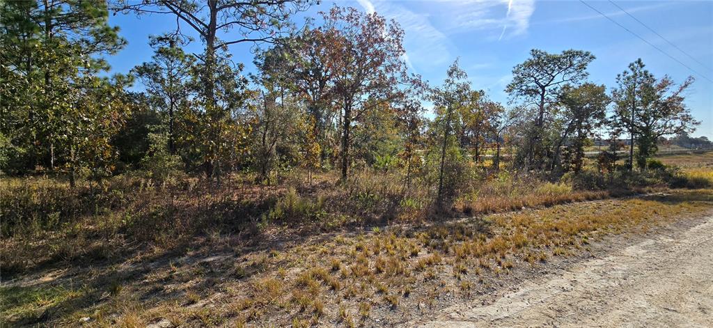 16392 Curlew Road Brooksville, FL 34614 - Photo 5 of 5 a view of a dry yard with trees