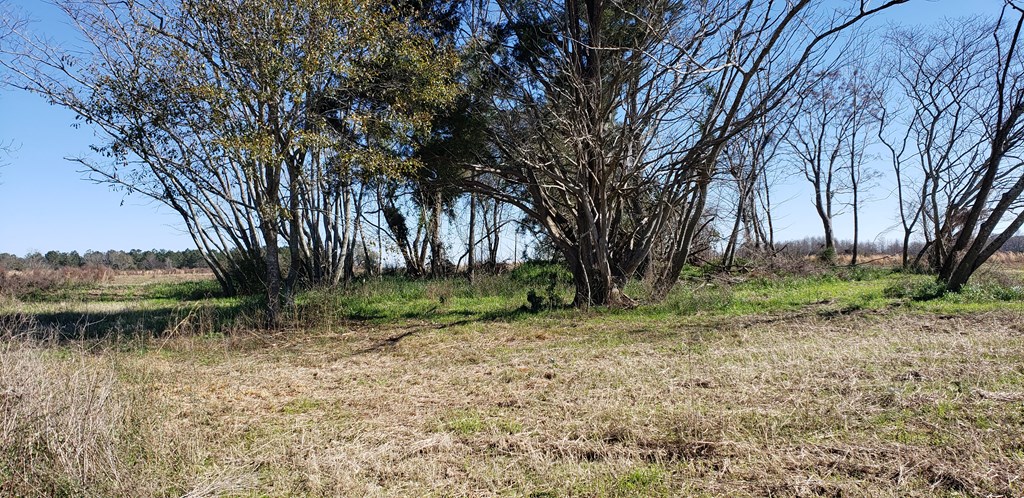 0 County Road 49 Slocomb, AL 36375 - Photo 2 of 6