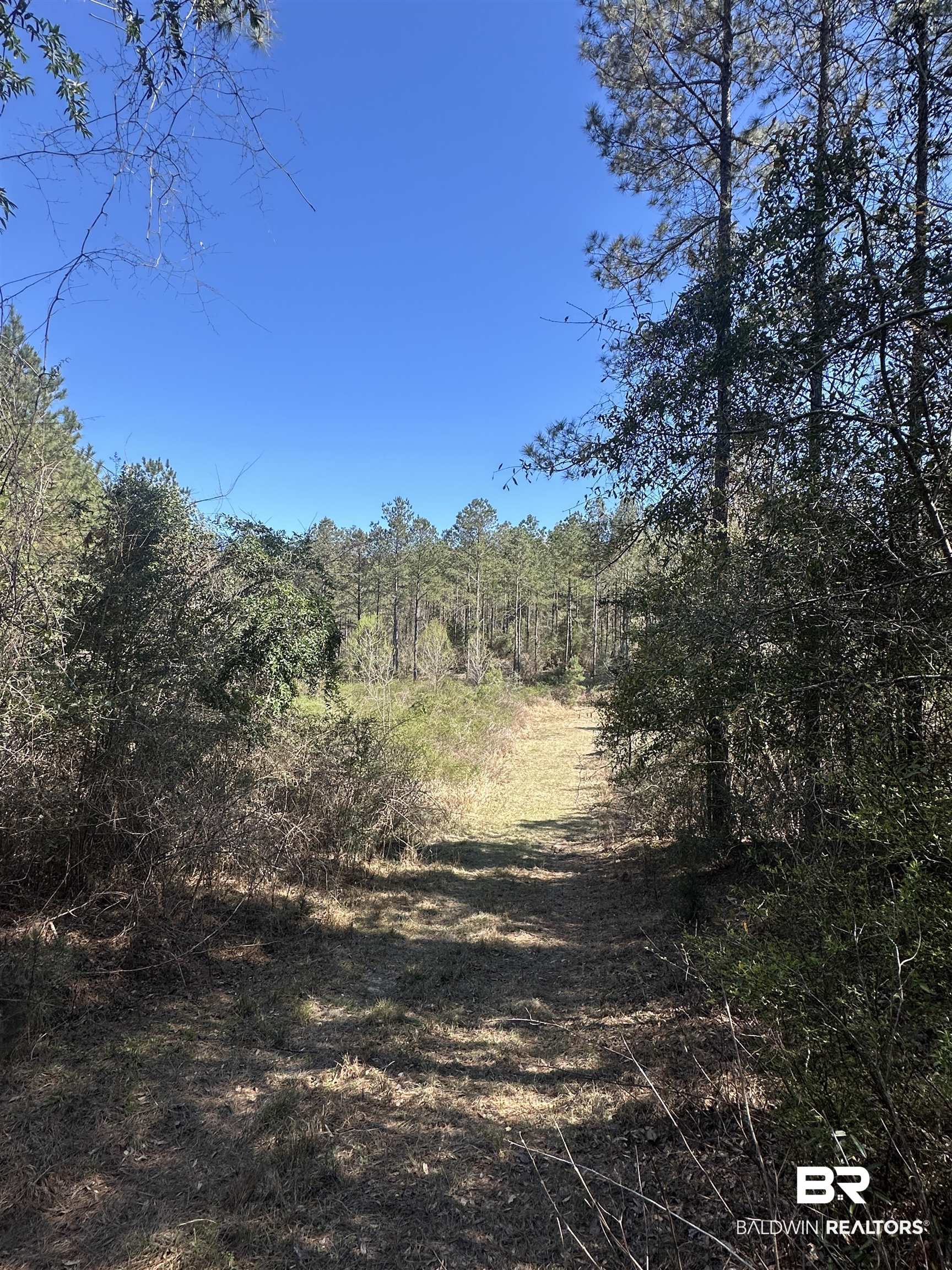 8557 County Road 34 Millry, AL 36558 - Photo 18 of 36 View of nature