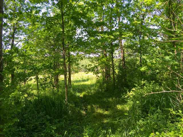 1 South Prairie Road Ashton, IL 61006 - Photo 11 of 39 a view of a tree