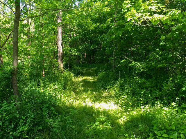 1 South Prairie Road Ashton, IL 61006 - Photo 12 of 39 a view of a lush green forest