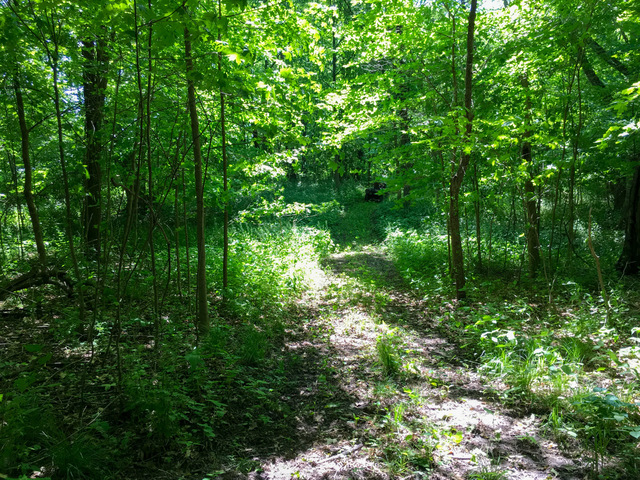 1 South Prairie Road Ashton, IL 61006 - Photo 13 of 39 a view of a lush green forest