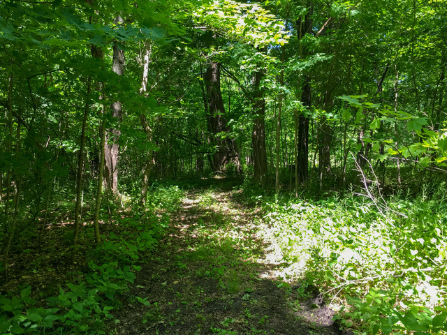 1 South Prairie Road Ashton, IL 61006 - Photo 18 of 39 a backyard of a house with lots of green space and forest