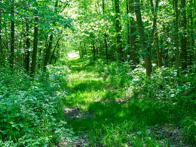 1 South Prairie Road Ashton, IL 61006 - Photo 29 of 39 a view of a lush green forest