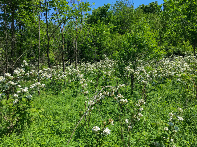1 South Prairie Road Ashton, IL 61006 - Photo 7 of 39 a view of a lush green forest