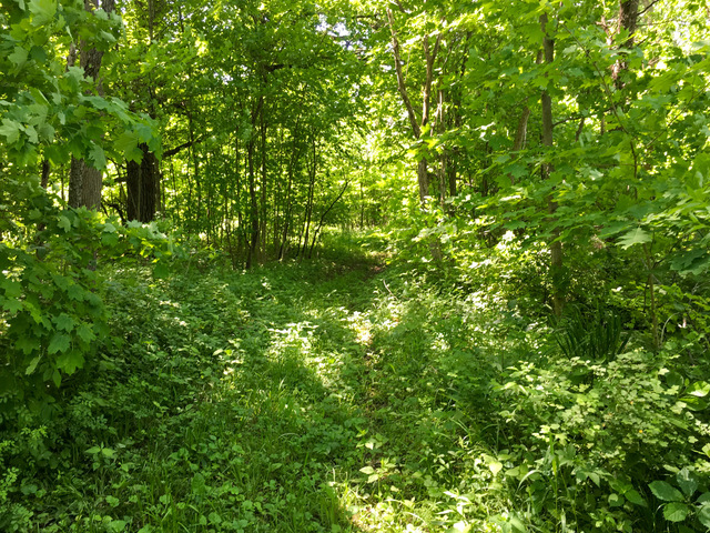 1 South Prairie Road Ashton, IL 61006 - Photo 10 of 39 a view of a lush green plant