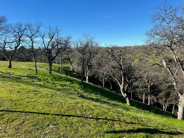 a view of large trees with a yard