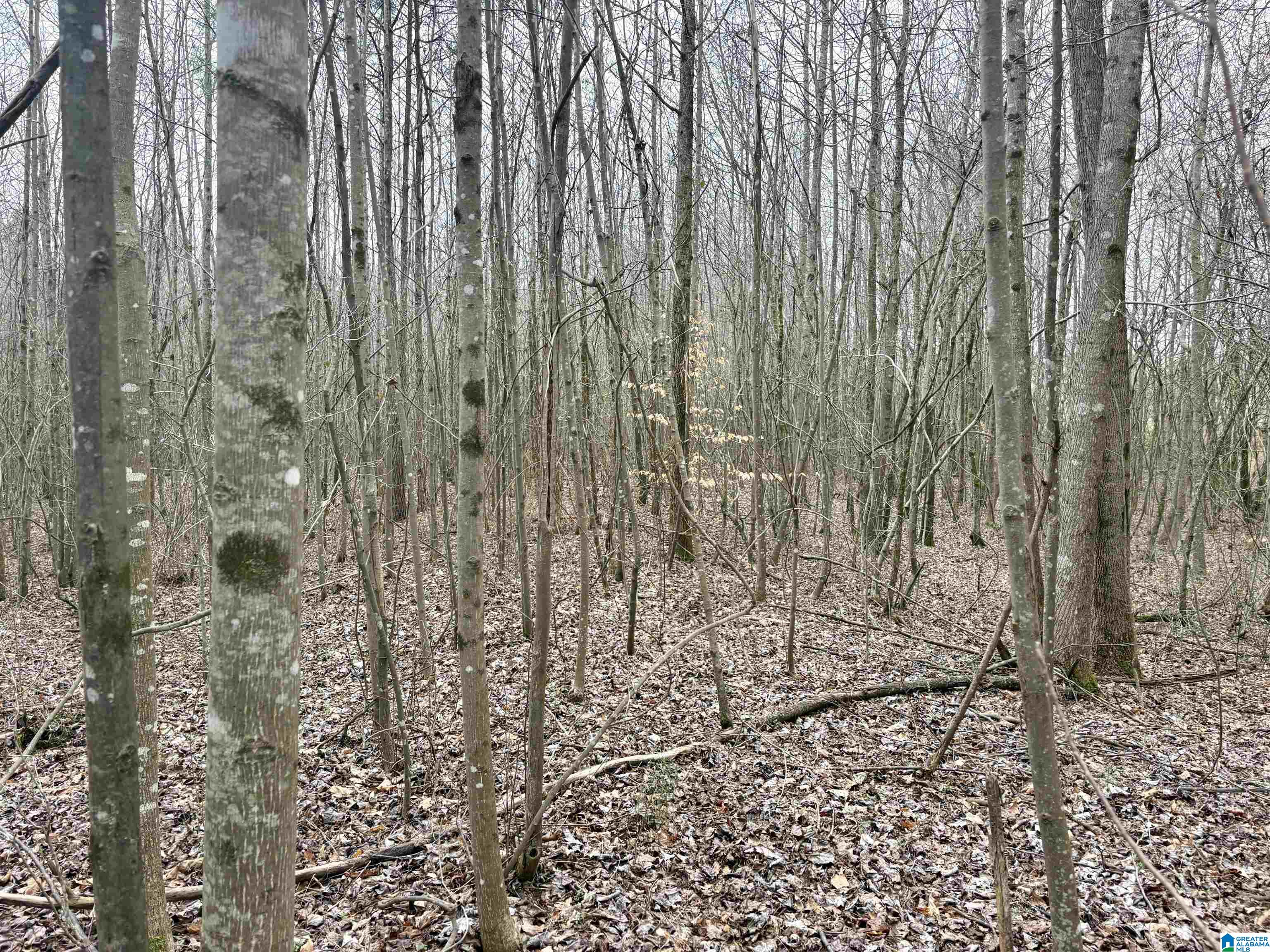 0 County Road 670, Unit 1 Ranburne, AL 36273 - Photo 5 of 18