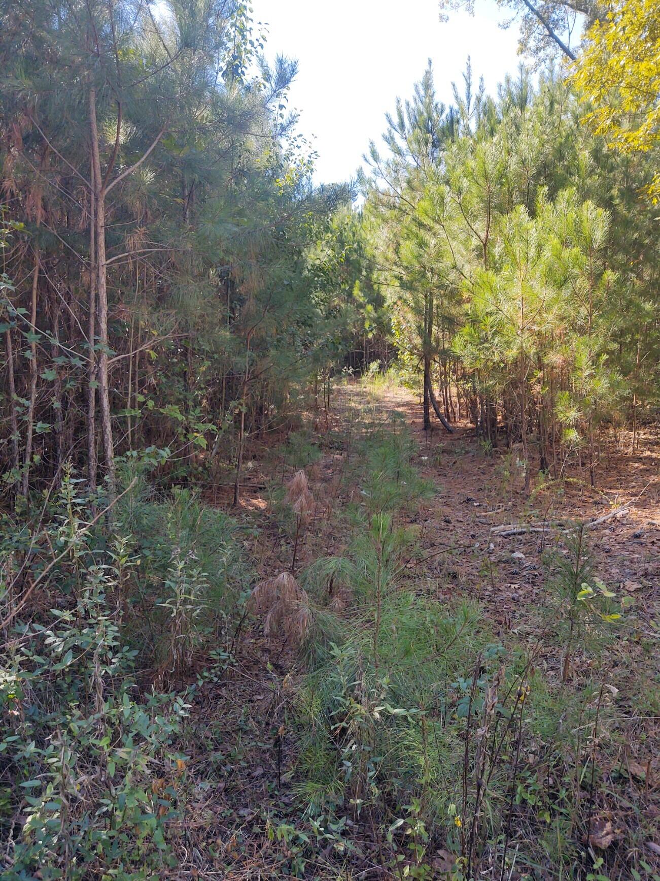 0 Joe Robertson Road LaFayette, GA 30728 - Photo 2 of 3 joe robertson 2