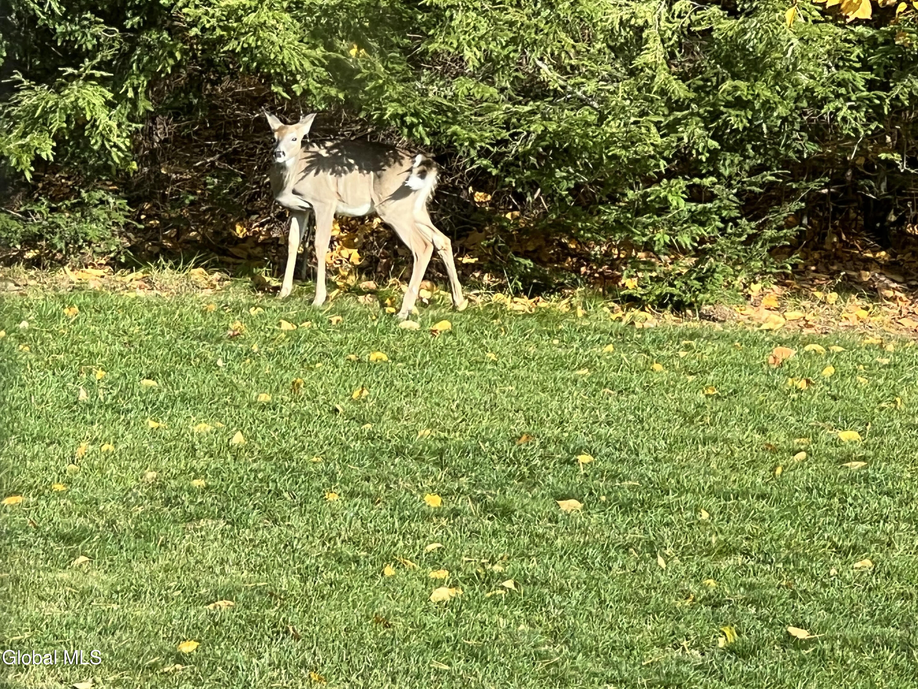 100 Stewart Bridge Road Hadley, NY 12835 - Photo 4 of 36 DEER 2