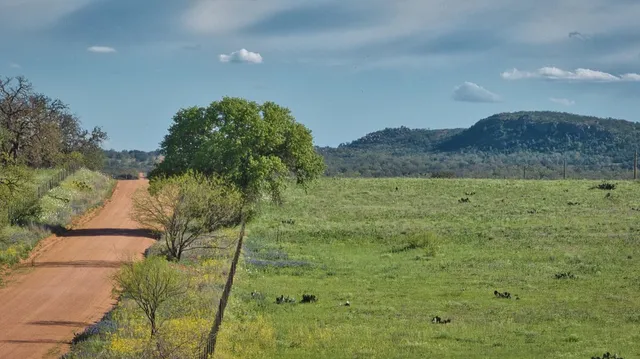 a view of a trees with a tree
