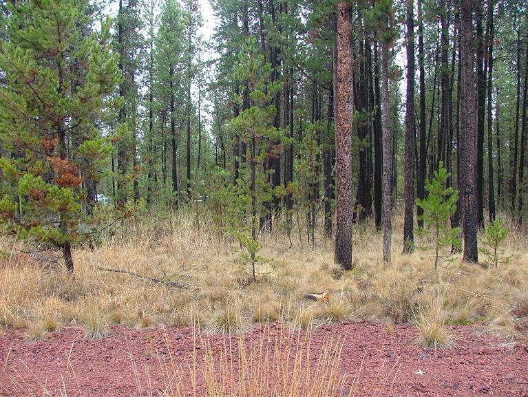 17339 Jacinto Road Bend, OR 97707 - Photo 4 of 17 Additional Photo