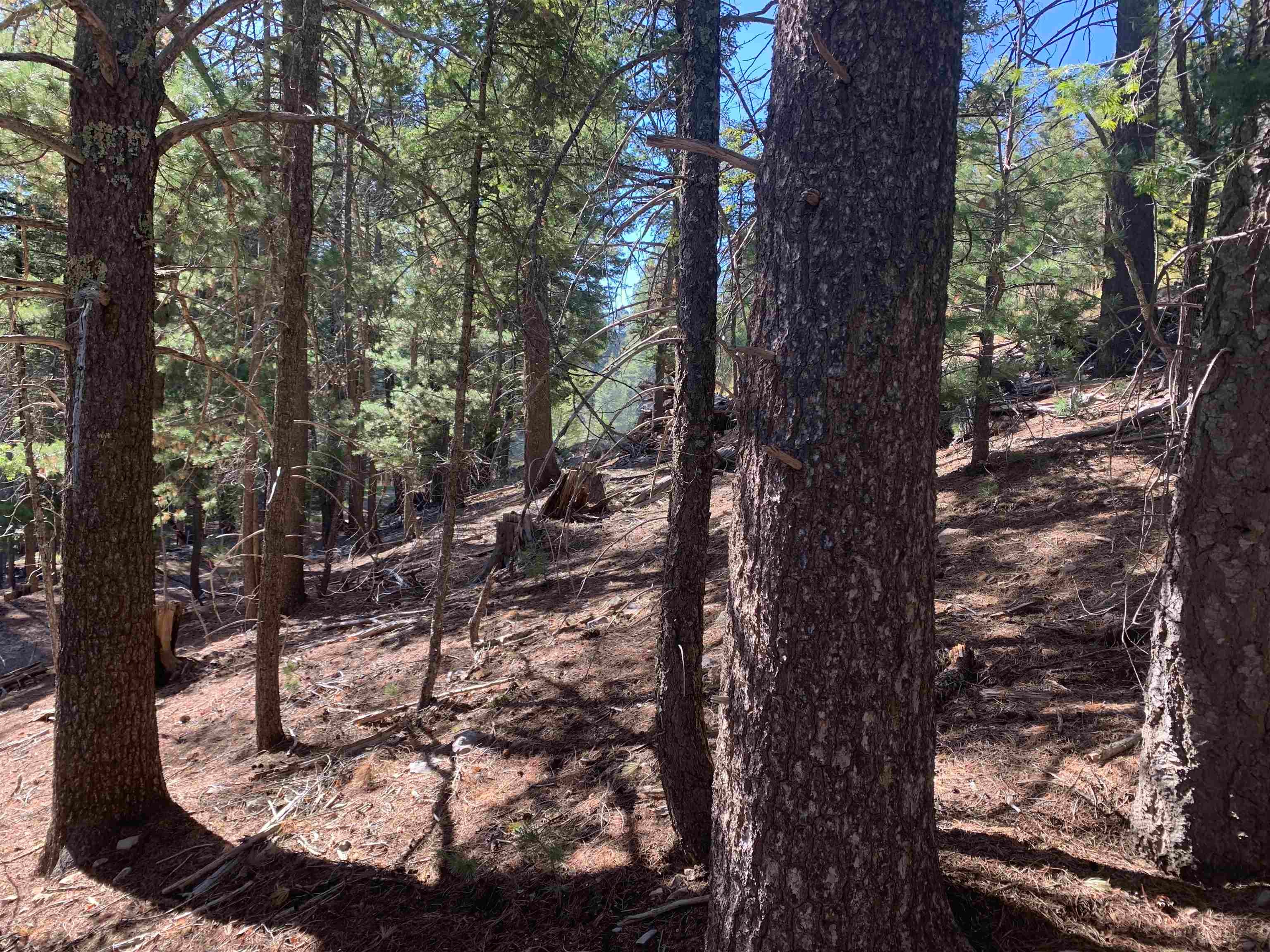 79 Lodge Spring Road Cloudcroft, NM 88317 - Photo 14 of 17 Gallery Image 14
