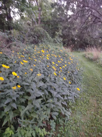 a view of a forest with trees in the background