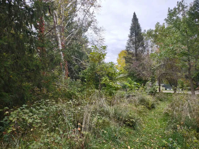 a view of a yard with plants and trees