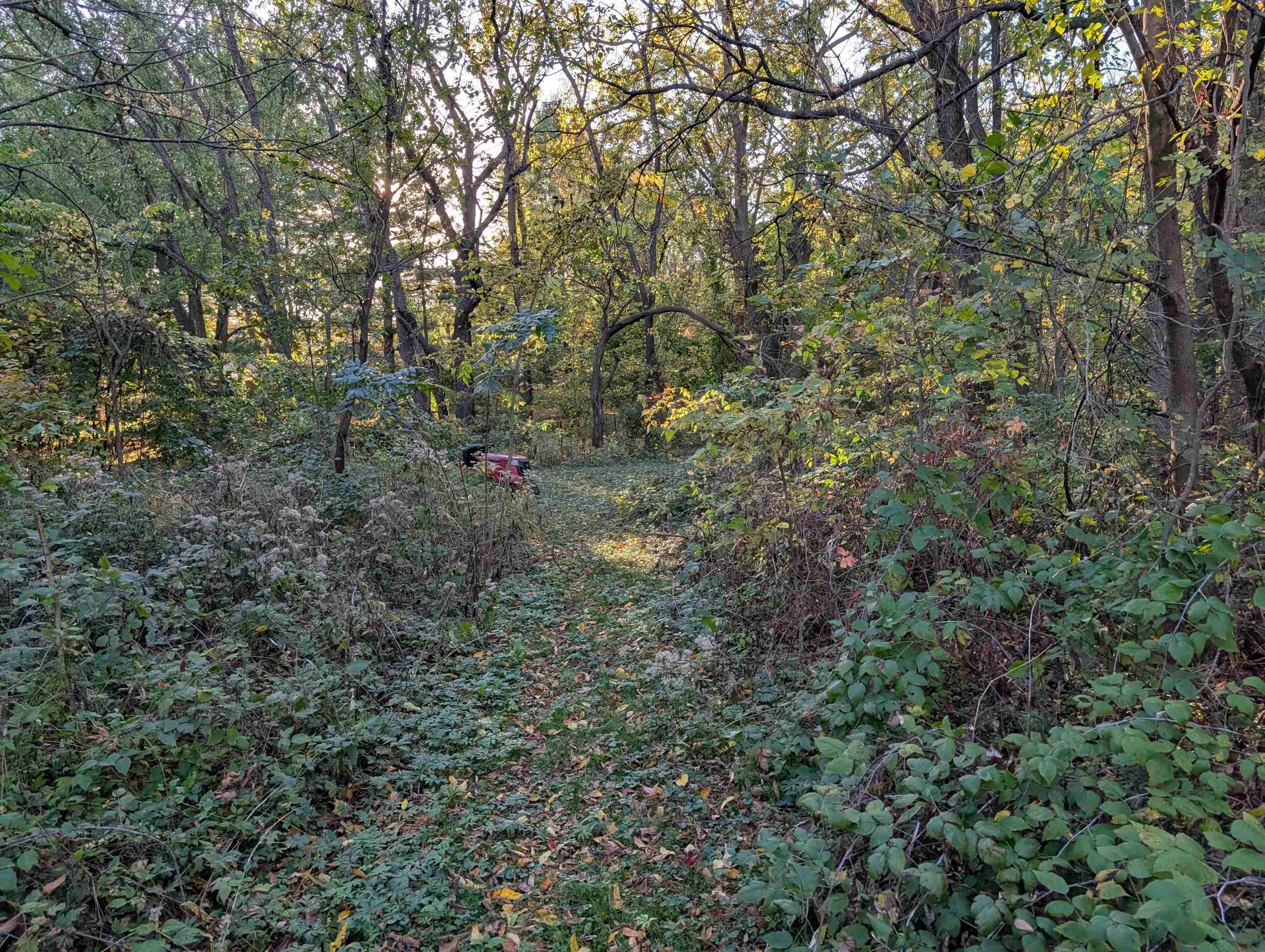 3349 Mill Road Cherry Valley, IL 61016 - Photo 19 of 41 a view of a forest with a tree