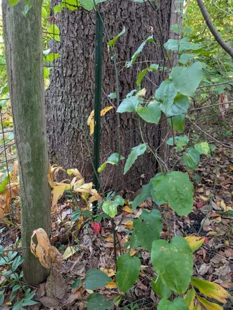 a view of a tree in a yard