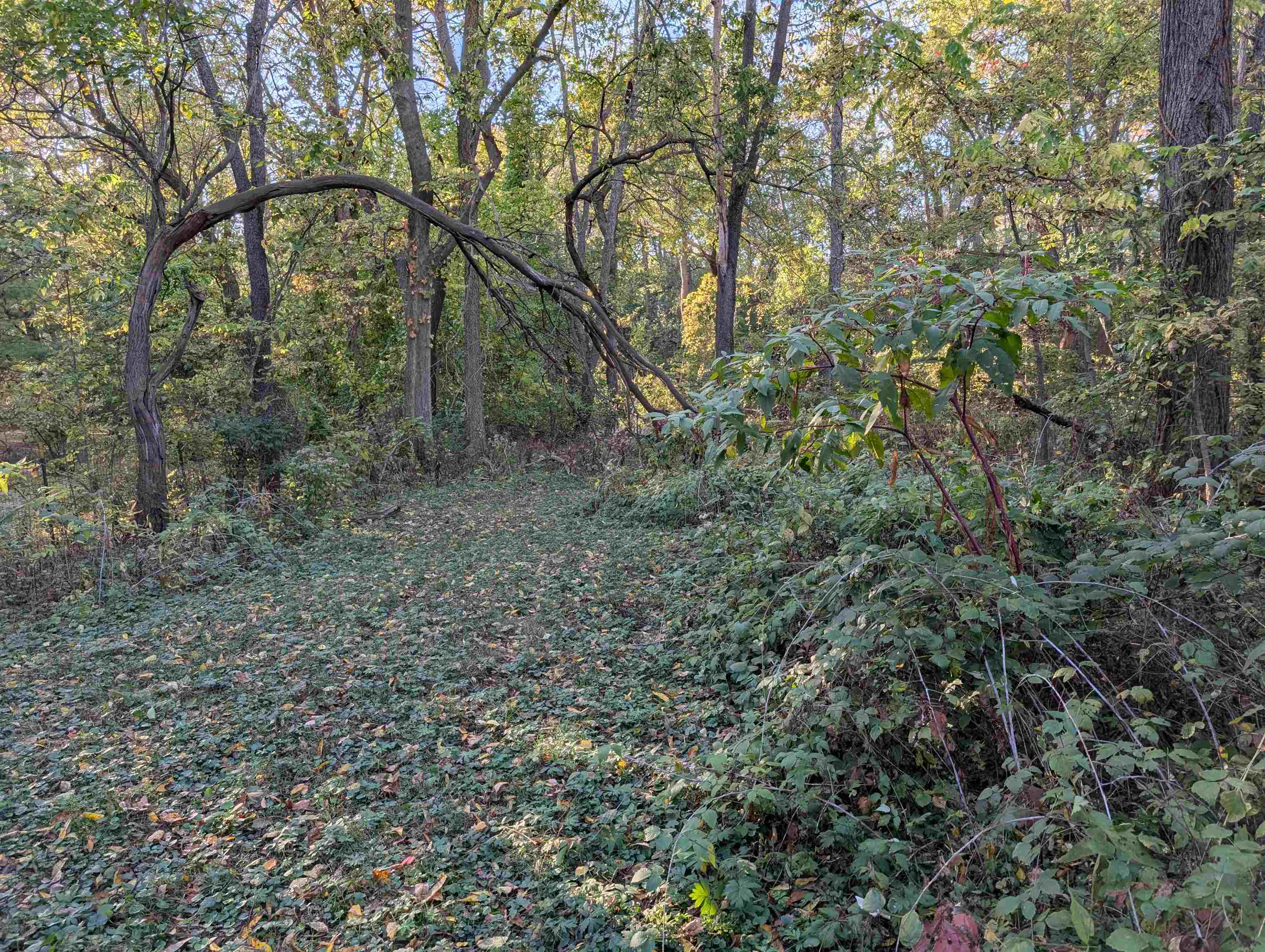 3349 Mill Road Cherry Valley, IL 61016 - Photo 20 of 41 a view of a forest with trees in the background