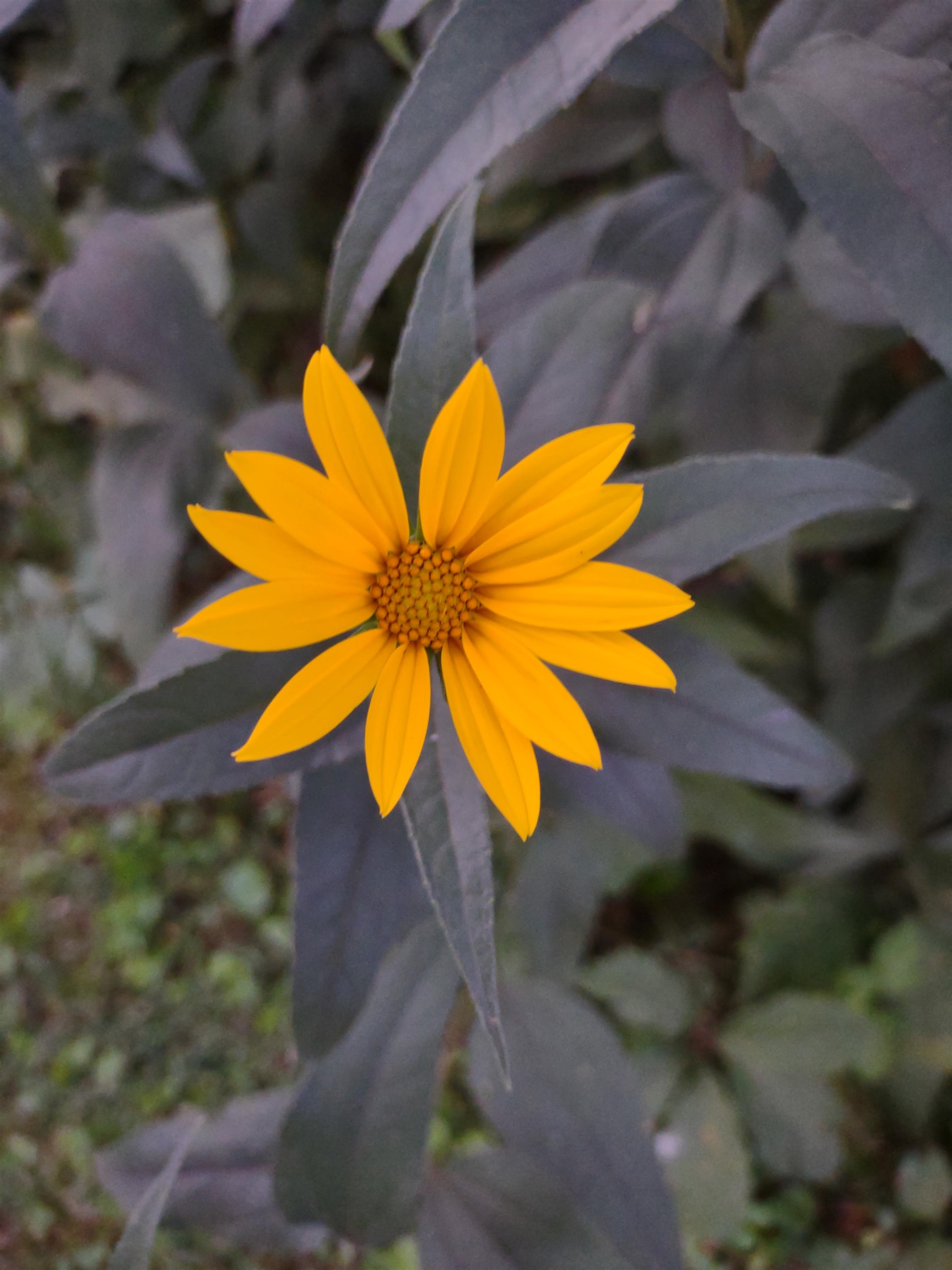 3349 Mill Road Cherry Valley, IL 61016 - Photo 27 of 41 a view of a small yard