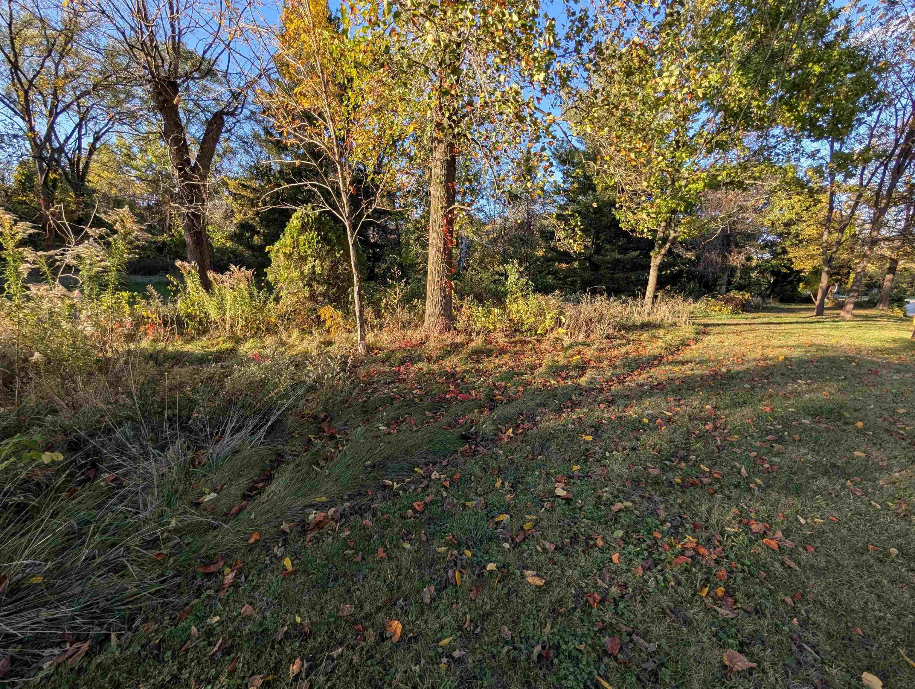3349 Mill Road Cherry Valley, IL 61016 - Photo 31 of 41 a view of yard with tree