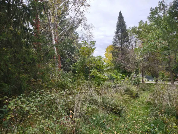 a view of yard with tree