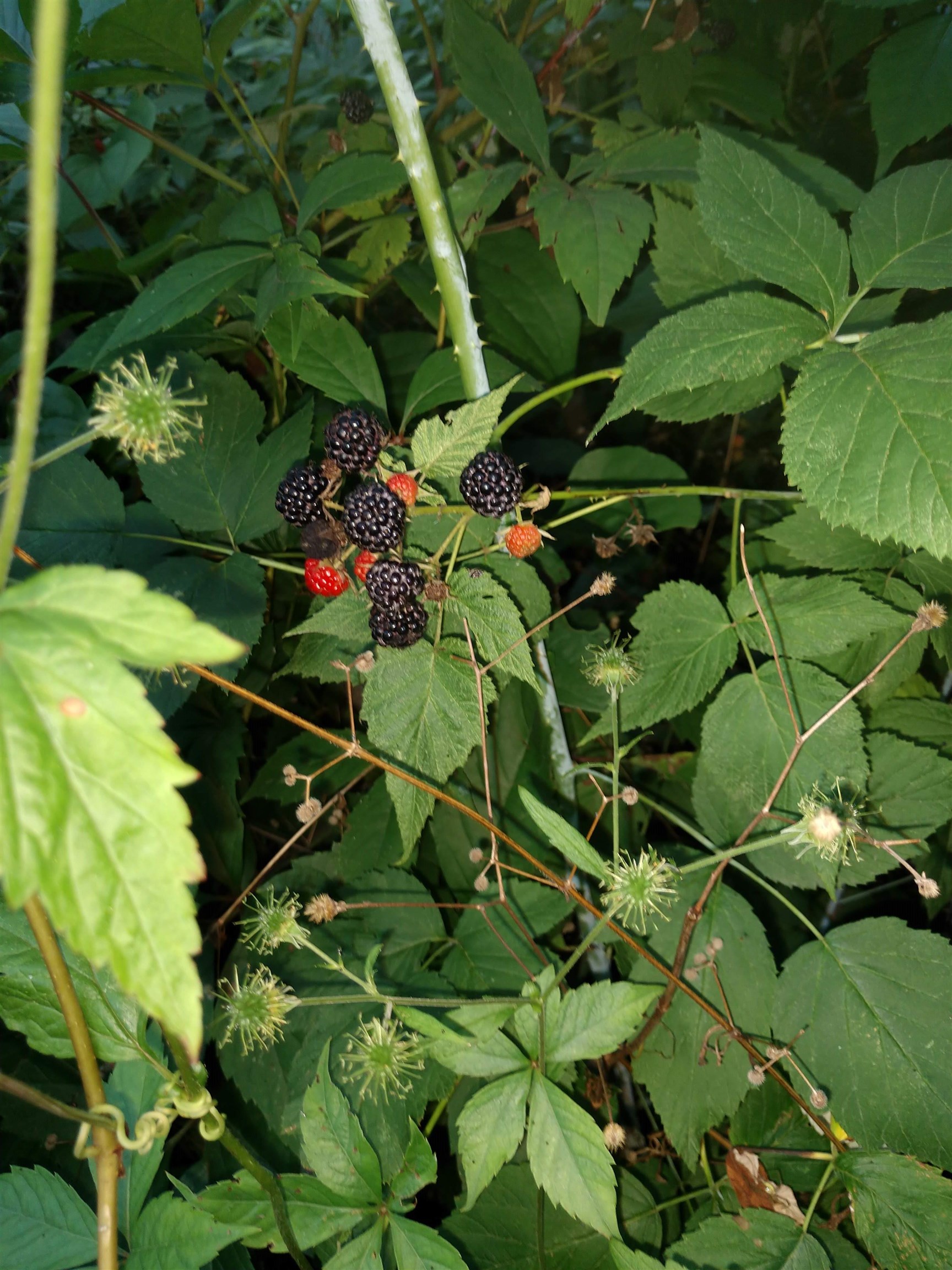 3349 Mill Road Cherry Valley, IL 61016 - Photo 35 of 41