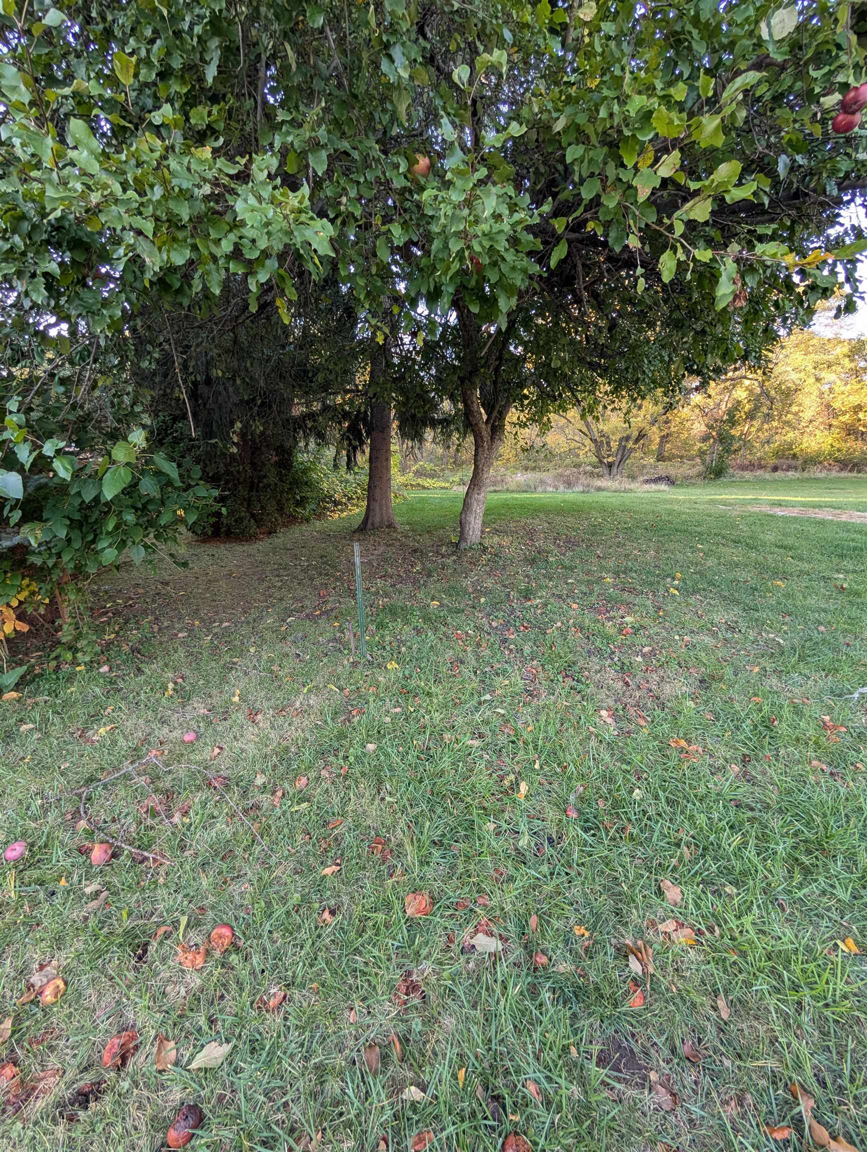 3349 Mill Road Cherry Valley, IL 61016 - Photo 39 of 41 a view of a tree in a yard