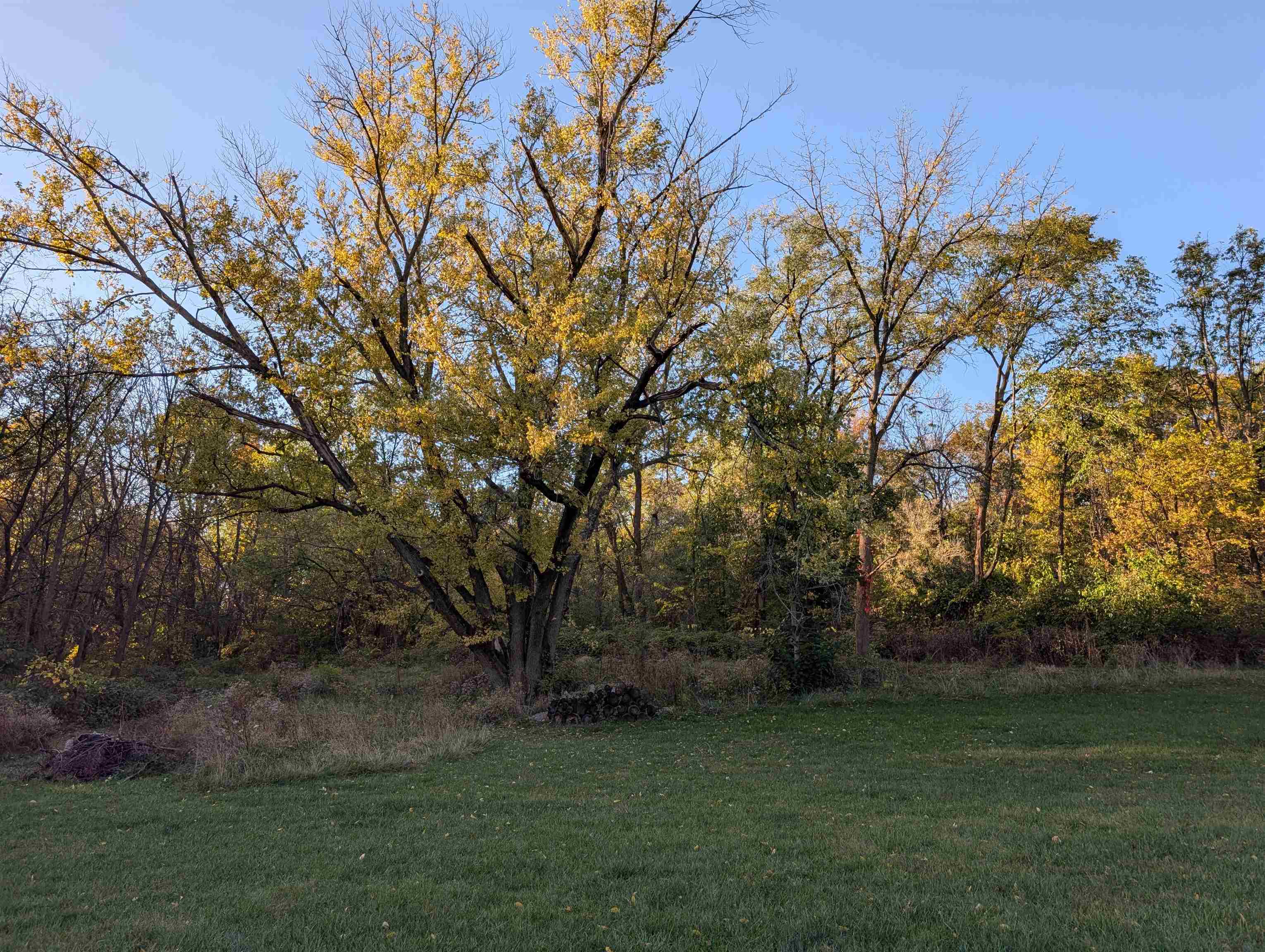3349 Mill Road Cherry Valley, IL 61016 - Photo 10 of 41 a view of a trees with a yard
